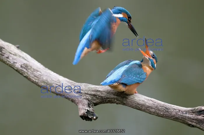 : Common Kingfisher : Common Kingfisher