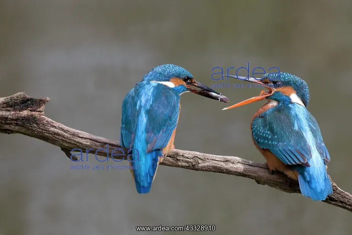 : Common Kingfisher : Common Kingfisher