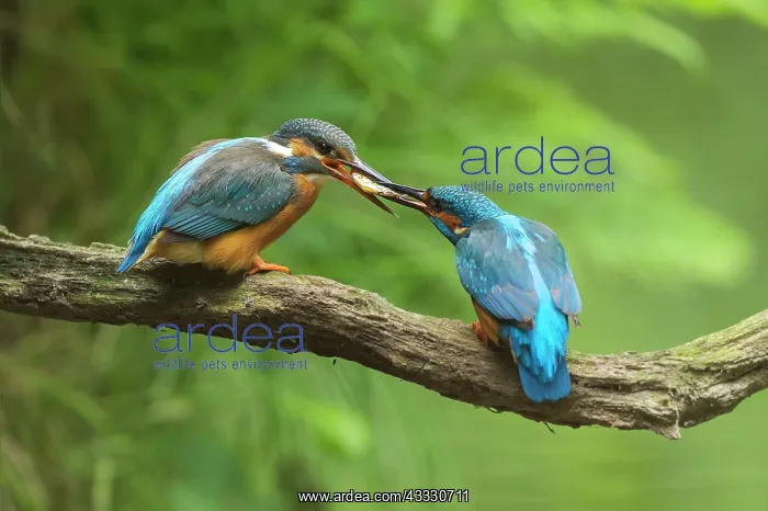: Common Kingfisher : Common Kingfisher