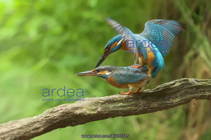 : Common Kingfisher : Common Kingfisher