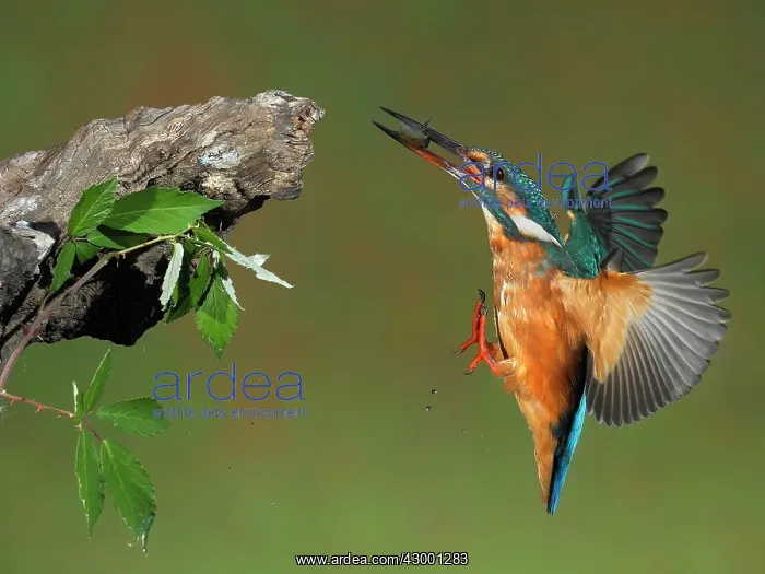 : Common Kingfisher adult female in flight about to land : Common Kingfisher adult female in flight about to land