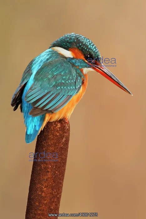 : Common Kingfisher adult female perched on bullrush : Common Kingfisher adult female perched on bullrush
