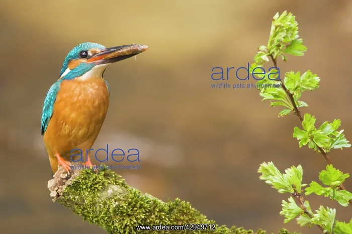 : Common Kingfisher - Adult male with fish prey in beak : Common Kingfisher - Adult male with fish prey in beak