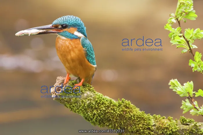: Common Kingfisher - Adult male with fish prey in beak : Common Kingfisher - Adult male with fish prey in beak