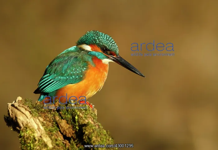 : Common Kingfisher adult male perched on branch : Common Kingfisher adult male perched on branch