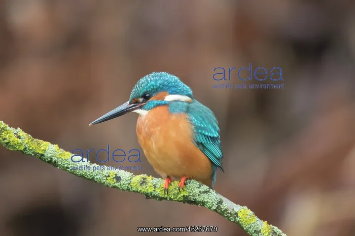 : Common Kingfisher - adulte male perched - Germany : Common Kingfisher - adulte male perched - Germany