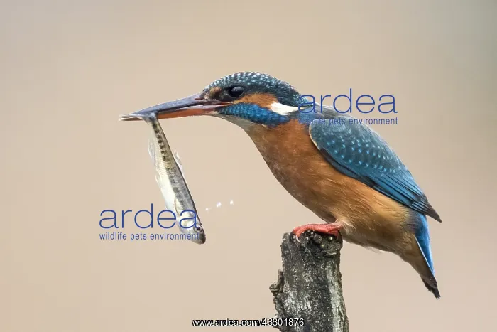 : Common Kingfisher (Alcedo atthis) adult female : Common Kingfisher (Alcedo atthis) adult female