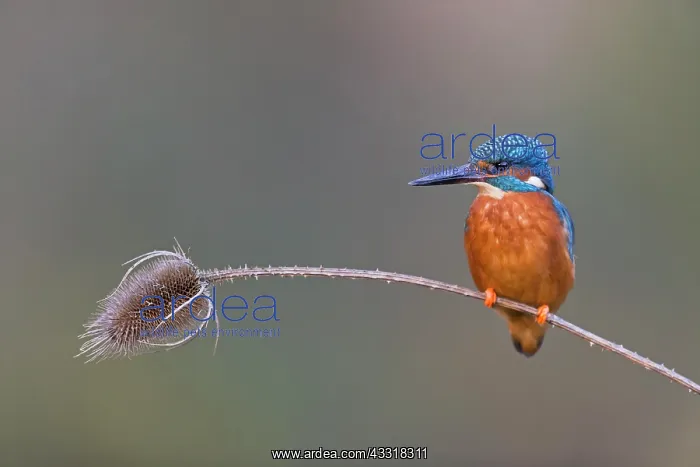 : Common Kingfisher (Alcedo atthis) adult male, perched : Common Kingfisher (Alcedo atthis) adult male, perched