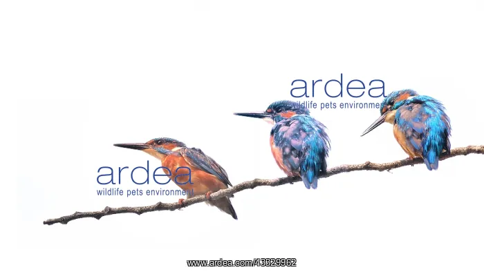 : Common Kingfisher (Alcedo atthis) on a branch on : Common Kingfisher (Alcedo atthis) on a branch on