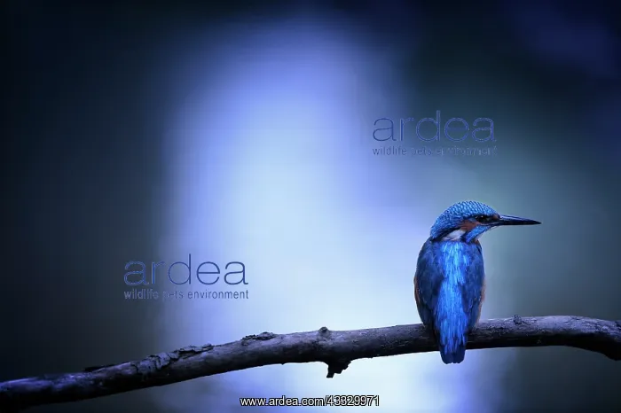 : Common Kingfisher (Alcedo atthis) on a branch in : Common Kingfisher (Alcedo atthis) on a branch in