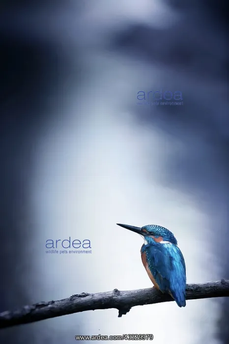 : Common Kingfisher (Alcedo atthis) on a branch in : Common Kingfisher (Alcedo atthis) on a branch in