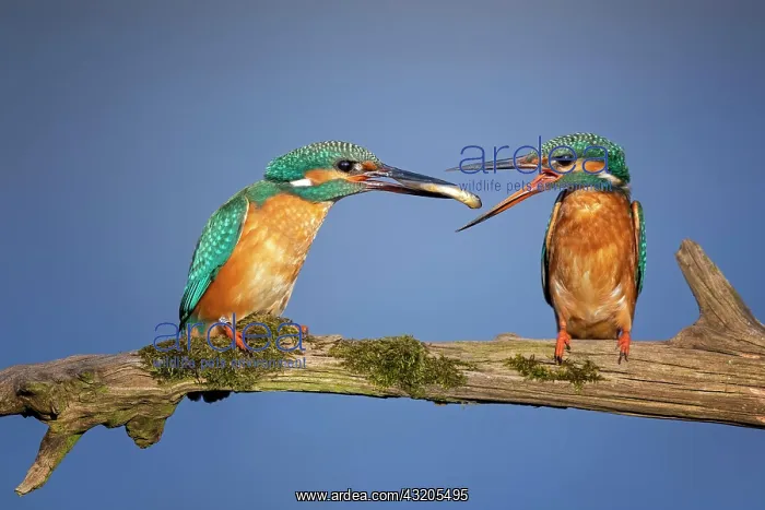 : Common kingfisher (alcedo atthis) Couple at bridal : Common kingfisher (alcedo atthis) Couple at bridal