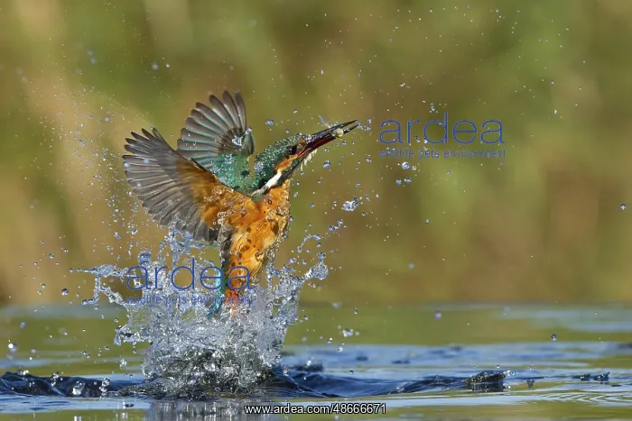 : Common Kingfisher (Alcedo atthis) female hunting, Leiria : Common Kingfisher (Alcedo atthis) female hunting, Leiria