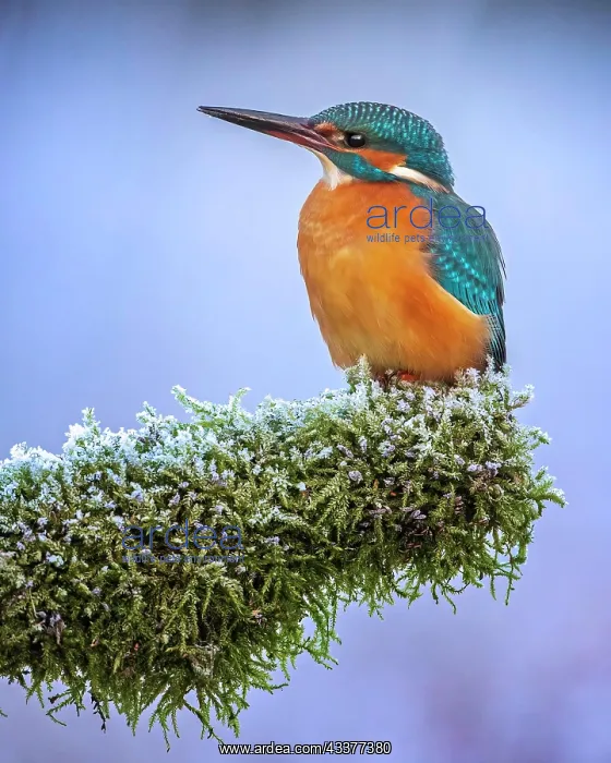 : Common kingfisher (Alcedo atthis) female on mossy : Common kingfisher (Alcedo atthis) female on mossy