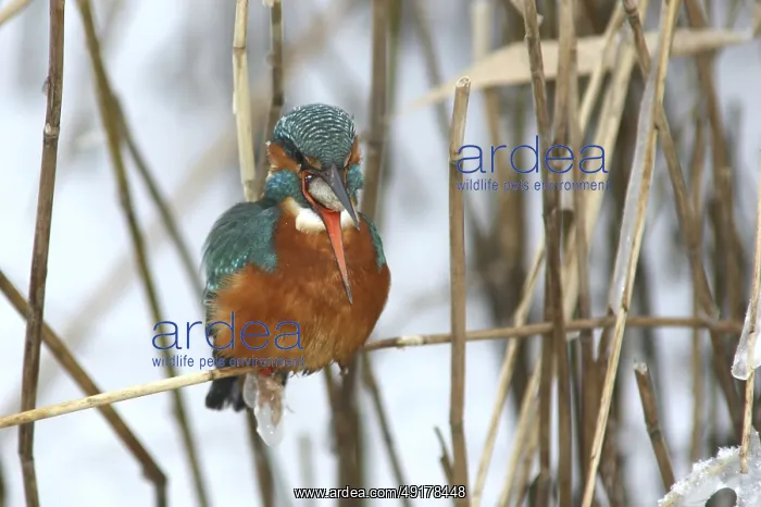 : Common Kingfisher (Alcedo atthis) female perched in reedbed : Common Kingfisher (Alcedo atthis) female perched in reedbed