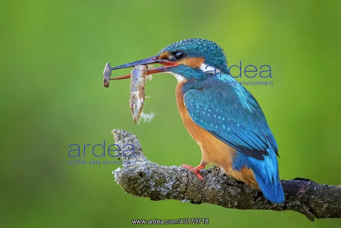: Common kingfisher (Alcedo atthis) female with pike : Common kingfisher (Alcedo atthis) female with pike