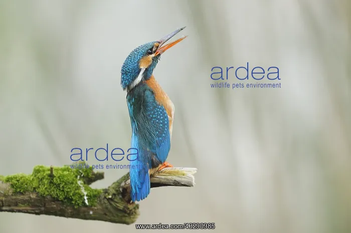 : Common Kingfisher (Alcedo atthis) female stretc : Common Kingfisher (Alcedo atthis) female stretc
