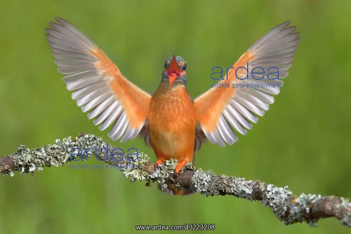 : Common kingfisher (Alcedo atthis) Females on Ansitzast : Common kingfisher (Alcedo atthis) Females on Ansitzast