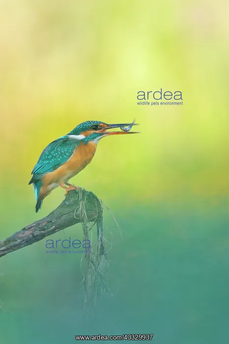 : Common Kingfisher (Alcedo atthis) with a fish in : Common Kingfisher (Alcedo atthis) with a fish in