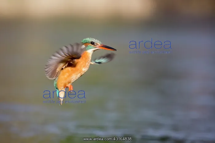 : Common Kingfisher (Alcedo atthis) flying : Common Kingfisher (Alcedo atthis) flying