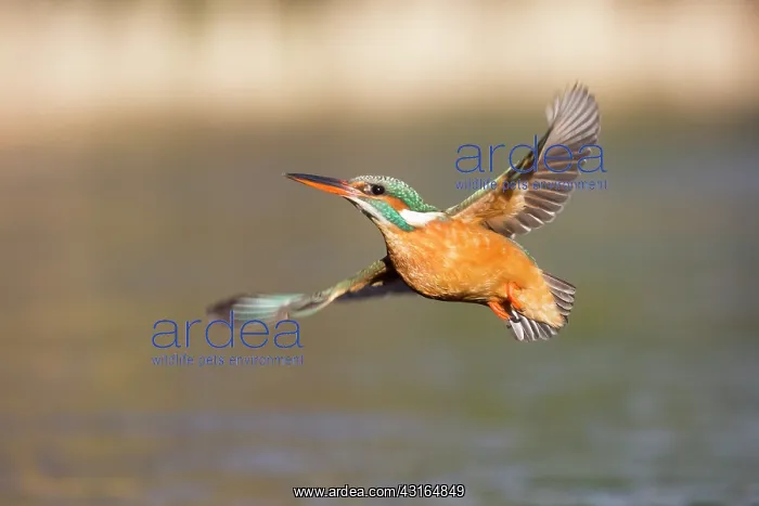 : Common Kingfisher (Alcedo atthis) flying : Common Kingfisher (Alcedo atthis) flying