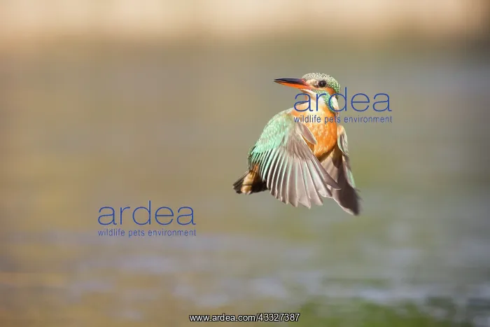 : Common Kingfisher (Alcedo atthis) flying : Common Kingfisher (Alcedo atthis) flying
