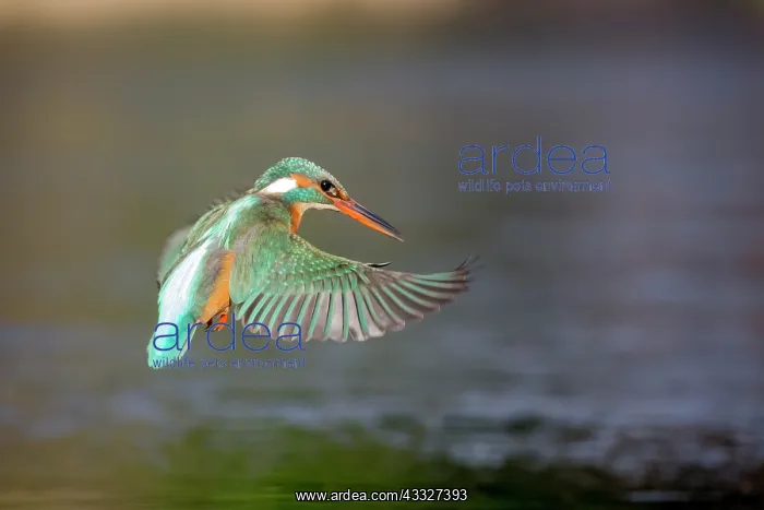 : Common Kingfisher (Alcedo atthis) flying : Common Kingfisher (Alcedo atthis) flying