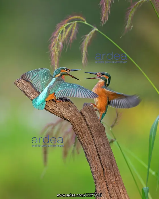 : Common kingfisher (Alcedo atthis) Indicator of clean : Common kingfisher (Alcedo atthis) Indicator of clean