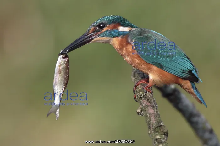 : Common Kingfisher (Alcedo atthis) juvenile, Saxony-Anhalt : Common Kingfisher (Alcedo atthis) juvenile, Saxony-Anhalt
