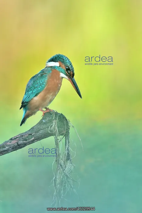 : Common Kingfisher (Alcedo atthis) on the lookout : Common Kingfisher (Alcedo atthis) on the lookout