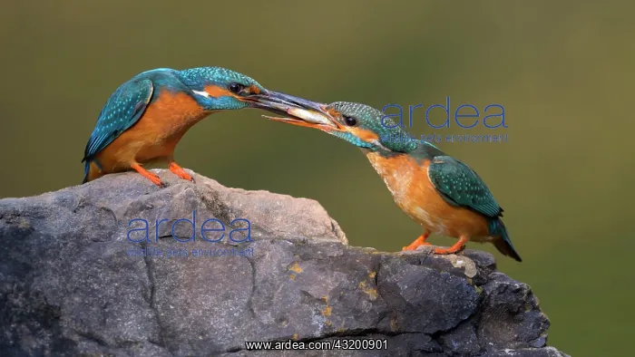 : Common kingfisher (Alcedo atthis), male giving a : Common kingfisher (Alcedo atthis), male giving a