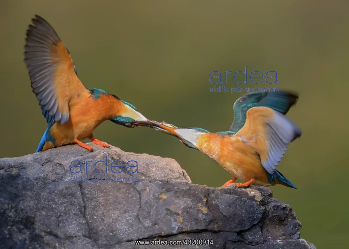: Common kingfisher (Alcedo atthis), male giving a : Common kingfisher (Alcedo atthis), male giving a