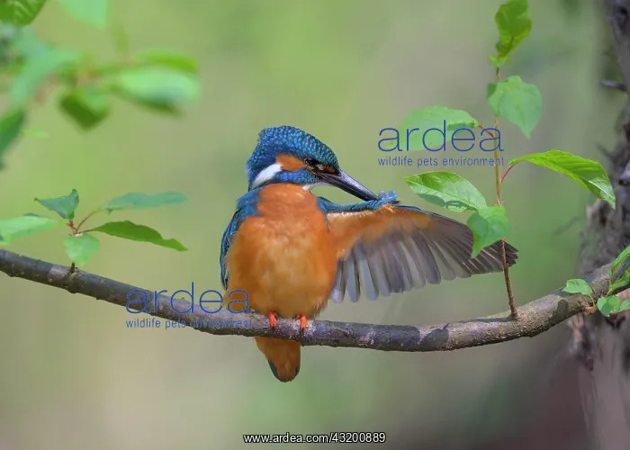 : Common kingfisher (Alcedo atthis), male on his natural : Common kingfisher (Alcedo atthis), male on his natural