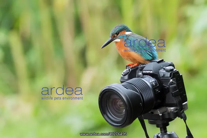 : Common kingfisher (Alcedo atthis), male, sitting : Common kingfisher (Alcedo atthis), male, sitting