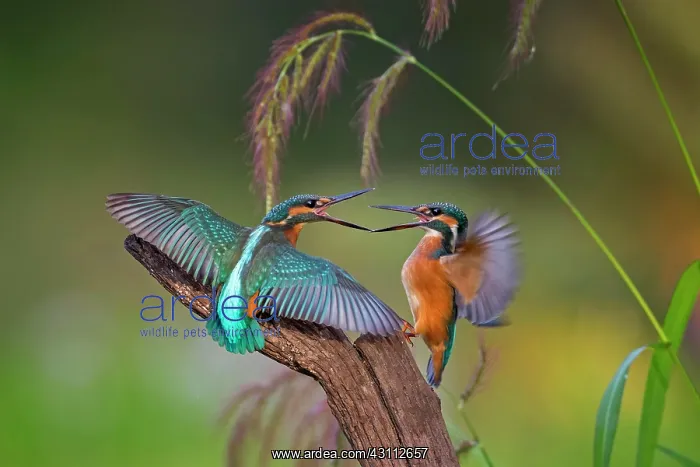 : Common kingfisher (Alcedo atthis) Middle Elbe Biosphere : Common kingfisher (Alcedo atthis) Middle Elbe Biosphere