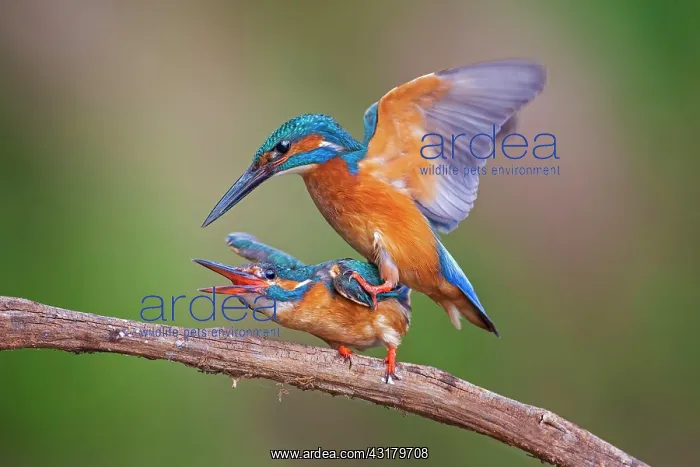 : Common kingfisher (Alcedo atthis) pair at the copula : Common kingfisher (Alcedo atthis) pair at the copula