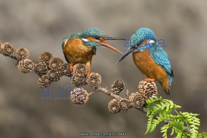 : Common Kingfisher (Alcedo atthis) pair perched on a branch : Common Kingfisher (Alcedo atthis) pair perched on a branch
