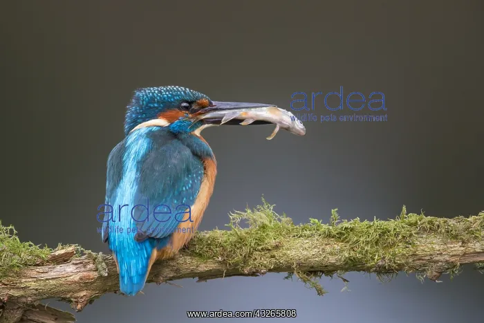 : Common Kingfisher (Alcedo atthis) perching on a : Common Kingfisher (Alcedo atthis) perching on a