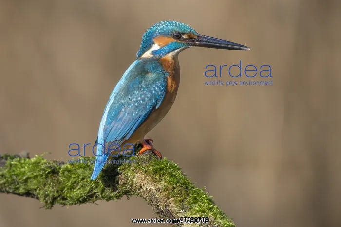 : Common Kingfisher (Alcedo atthis) perching on a : Common Kingfisher (Alcedo atthis) perching on a