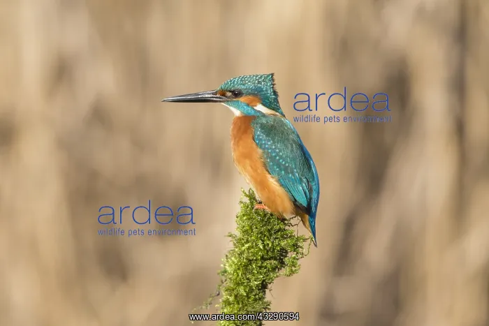 : Common Kingfisher (Alcedo atthis) perching on a : Common Kingfisher (Alcedo atthis) perching on a
