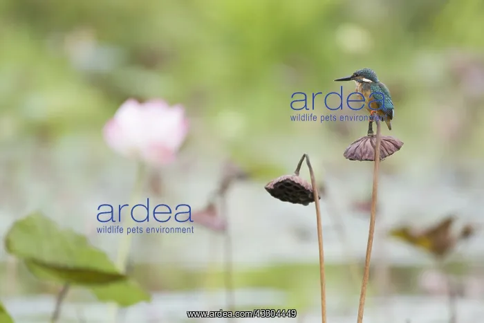 : Common Kingfisher Alcedo atthis Singapore BI031724 : Common Kingfisher Alcedo atthis Singapore BI031724