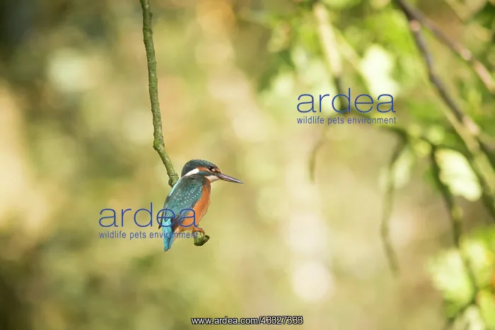: Common Kingfisher (Alcedo atthis) sitting on a branch looking for fish : Common Kingfisher (Alcedo atthis) sitting on a branch looking for fish
