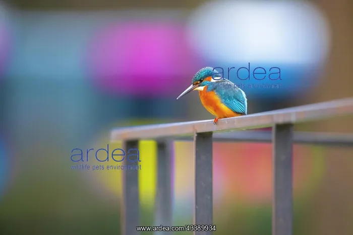 : Common kingfisher (Alcedo atthis) sitting on iron : Common kingfisher (Alcedo atthis) sitting on iron