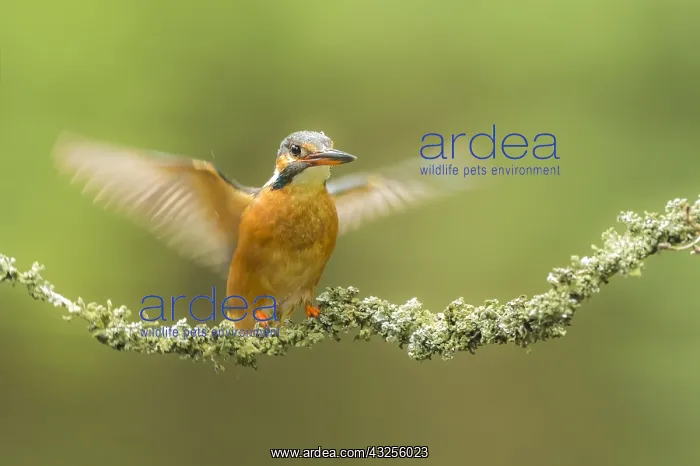 : Common Kingfisher (Alcedo atthis) wings wide, T : Common Kingfisher (Alcedo atthis) wings wide, T
