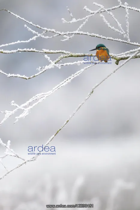 : Common kingfisher (Alcedo atthis) in winter, hoarfrost : Common kingfisher (Alcedo atthis) in winter, hoarfrost