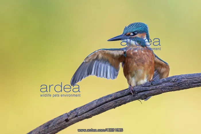 : Common kingfisher (Alcedo atthis), young bird in : Common kingfisher (Alcedo atthis), young bird in