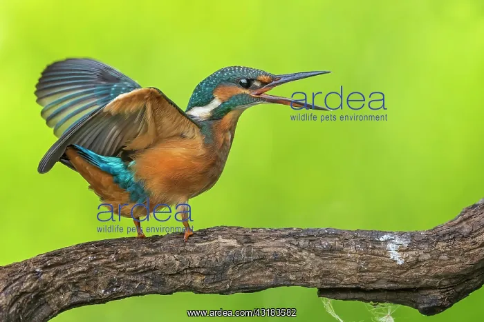 : Common kingfisher ( Alcedo atthis) Young bird fighting : Common kingfisher ( Alcedo atthis) Young bird fighting
