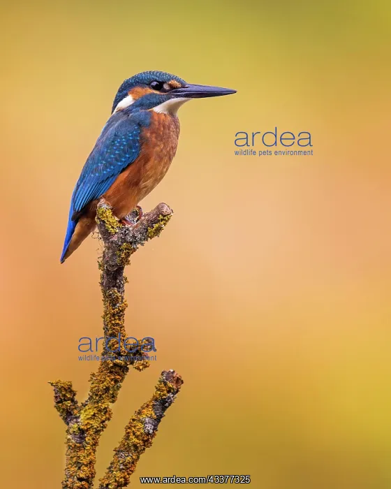 : Common kingfisher (Alcedo atthis) young male on : Common kingfisher (Alcedo atthis) young male on