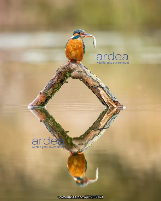 : Common Kingfisher (Alecedo atthis) perching on : Common Kingfisher (Alecedo atthis) perching on