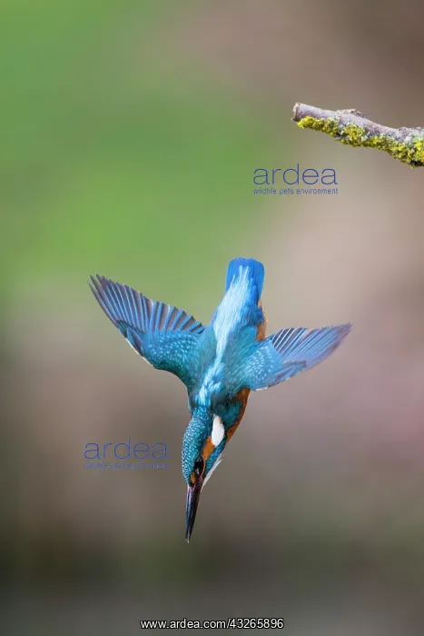 : Common Kingfisher, diving after a fish, into a stream : Common Kingfisher, diving after a fish, into a stream